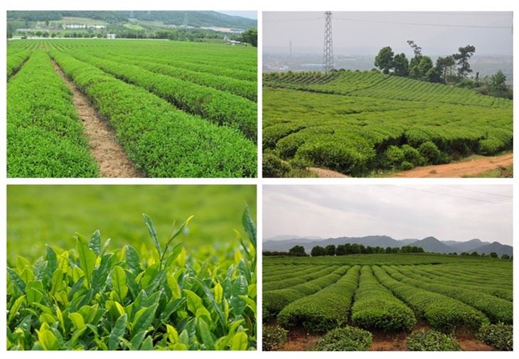 Jasmin Tea To West Africa