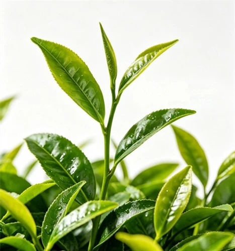 Tea polyphenols Tea polyphenols